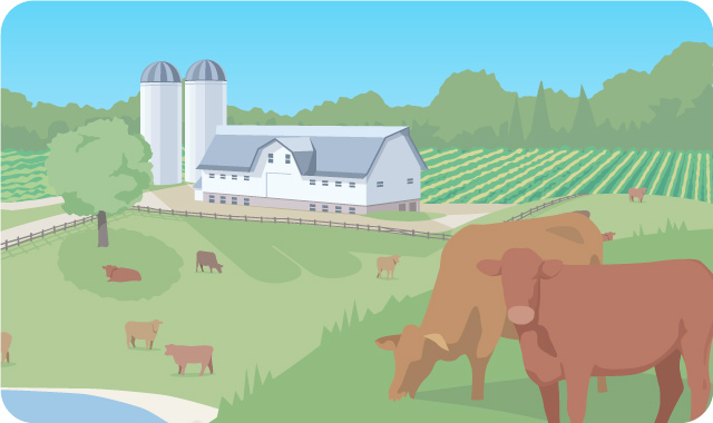 Beef Farm Illustration