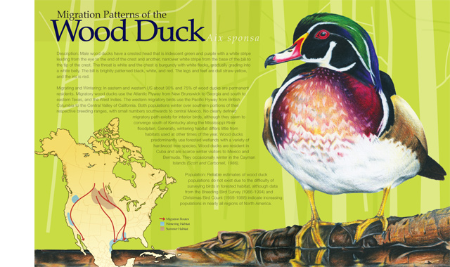 Wood Duck Migration Illustration